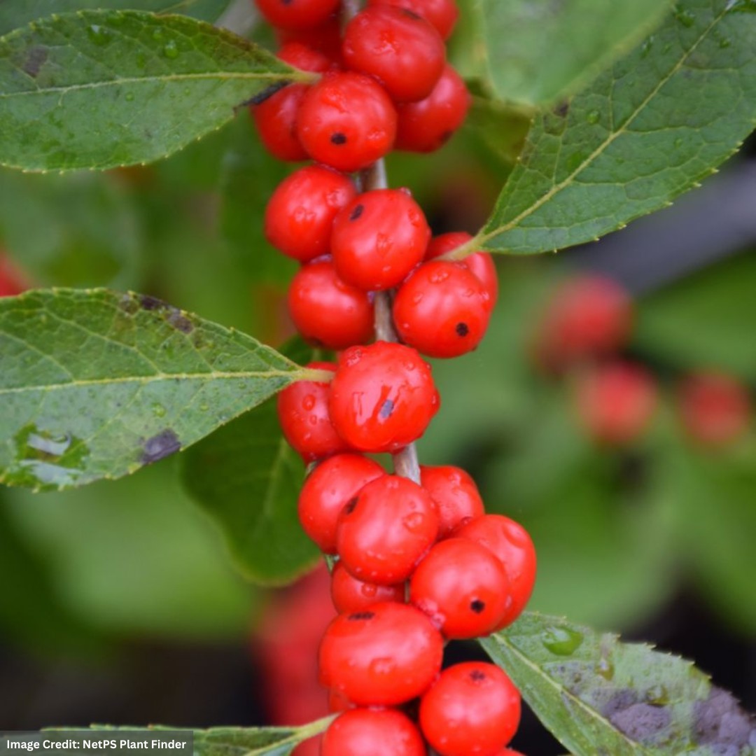 Winterberry – Red Sprite (F) – #2 Container